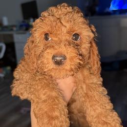 Bubbles - Red male Cavapoo puppy in Fort Worth, Texas from Aloha Paradise Poodles LLC