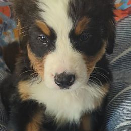 Kodiak - Black rust and white male Bernese Mountain Dog puppy in Shiloh, Georgia from Doodle Mountain