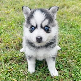 Mira - Gray and white female Pomsky puppy in Bolton, Connecticut from Elle Pomsky