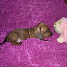 Dachshund Puppies from Cains Dachshunds