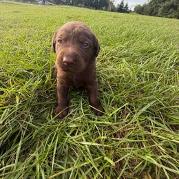 Ethan - Chocolate male Labrador Retriever puppy in Carriere, Mississippi from Cajun Water Retrievers