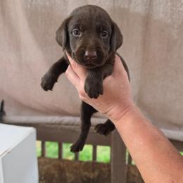 Male 3 - Chocolate male Labrador Retriever puppy in Hebron, Kentucky from Top Notches Labrador Retrievers