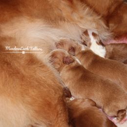 Nova Scotia Duck Tolling Retriever Puppies from Meadowlark Tollers
