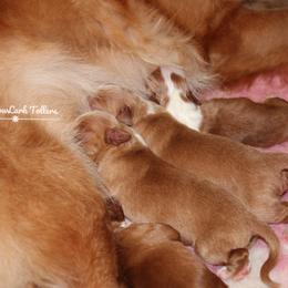 Nova Scotia Duck Tolling Retriever Puppies from Meadowlark Tollers