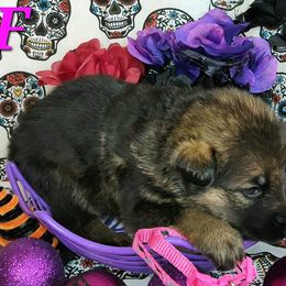 German Shepherd Puppies from Persevere Kennels