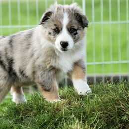 Australian Shepherd Puppies from Sliding S Australian Shepherds