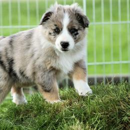 Australian Shepherd Puppies from Sliding S Australian Shepherds
