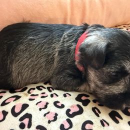 Red - Salt and pepper male Miniature Schnauzer puppy in Smyrna, Tennessee from Moore's Miniature Schnauzers