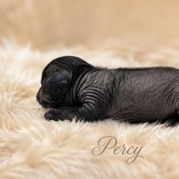 Percy - Black male Chinese Crested puppy in Ocala, Florida from Crestie Charm Cottage