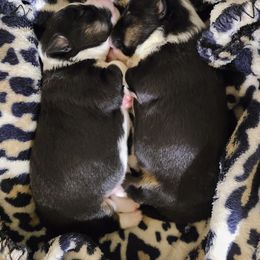 Toy Australian Shepherd Puppies from Beasley Acres Aussies