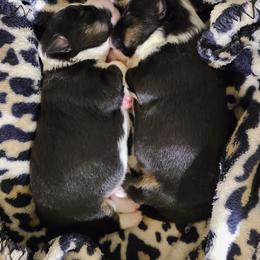 Toy Australian Shepherd Puppies from Beasley Acres Aussies