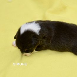 Australian Shepherd and Cavalier King Charles Spaniel Puppies from FairWilde Farm