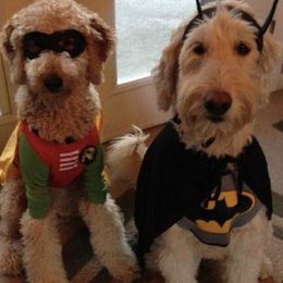 Goldendoodles from DaeShars Designer Doodles and DaeShars Mountain View Farm