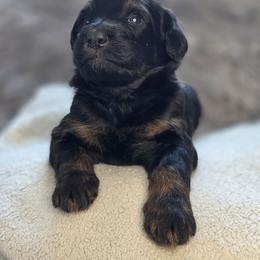 S'more - Phantom female Bernedoodle puppy in Mc Gaheysville, Virginia from Doting Doodles