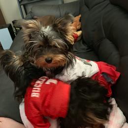 Yorkshire Terrier Puppies from Missy Lu Lap Puppies