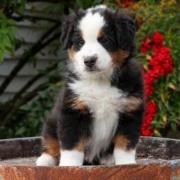Hendrix - Black tri male Miniature American Shepherd puppy in Kalama, Washington from Lone Pine Miniature American Shepherds