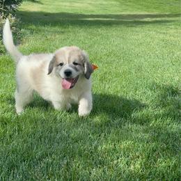 Mr Orange - White and badger male Great Pyrenees puppy in Idaho from Portneuf Range Pyrenees