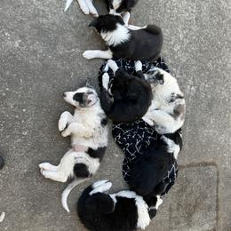 Border Collie Puppies from Roaring River Border Collies