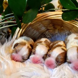 Cavalier King Charles Spaniel Puppies from Blueberry Hill Cavaliers