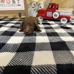 Tibby - Chocolate female Dachshund puppy in Dawson, Alabama from Bells Dashing Dachshunds