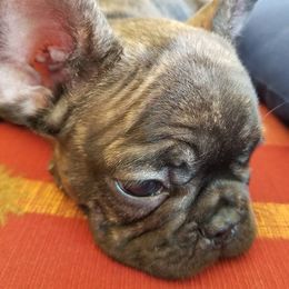 French Bulldogs from FrenchBulldog_AKC