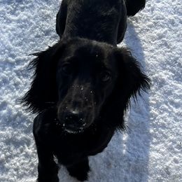 Jake - Dachshund