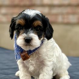 Koda - Tri-color male Cavapoo puppy in Mona, Utah from Hearts Full of Puppies