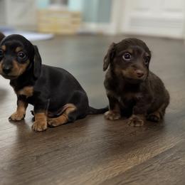 Dachshund Puppies from Johnson’s Weiner Farm