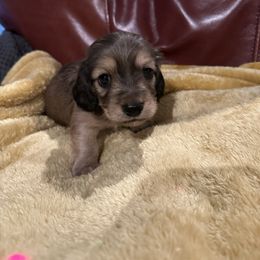 Lucky - Cream male Dachshund puppy in Kempner, Texas from House of Dachshunds Texas