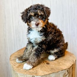 Messa - Red tri-color female Aussiedoodle puppy in Arlington, Washington from Doodle Love Laugh