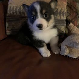 Girl 4 - Pembroke Welsh Corgi puppy in Brackettville, Texas from Schott’s Country Corgis