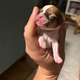 Gilbert - Sable spotted white male Chihuahua puppy in Eustis, Florida from Chichianna's Legacy