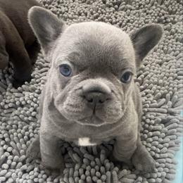 Latte - Fawn female French Bulldog puppy in Galt, California from The three little frenchies