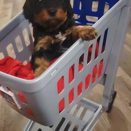 Monica - Black and tan female Cavapoo puppy in Wentworth, Missouri from Newton County Cavaliers & Cavapoos LLC