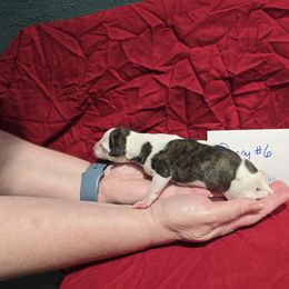 Zircon - White and red brindle male Whippet puppy in Alvin, Texas from Pecan Grove Akitas & Whippets