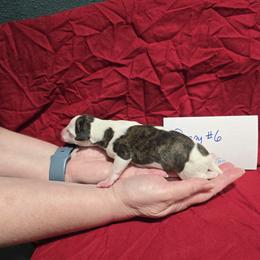 Zircon - White and red brindle male Whippet puppy in Alvin, Texas from Pecan Grove Akitas & Whippets