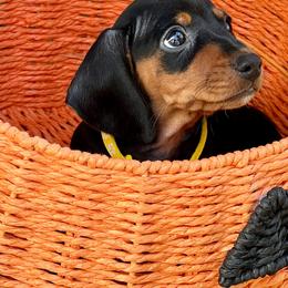 Breezy - Black and tan female Dachshund puppy in Brooksville, Florida from Ween Acres