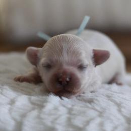 Mr. Light Blue - Cream male Maltipoo puppy in Springtown, Texas from North Texas Puppies