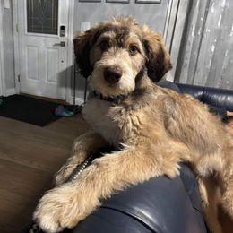 Aussiedoodle Puppies from A Dose Of Doodle