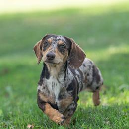 Chorizo - Dachshund