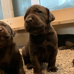 Labrador Retriever Puppies from Circle H Labradors