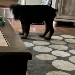 Girl 1 - Black and rust Rottweiler puppy in Fowler, Ohio from Pushing Performance Rottweilers