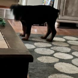 Girl 1 - Black and rust Rottweiler puppy in Fowler, Ohio from Pushing Performance Rottweilers
