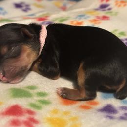 Charlotte - Black and tan female Yorkshire Terrier puppy in Wagoner, Oklahoma from Rosenthal Yorkies