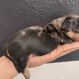 Dachshund Puppies from Northern Doxie