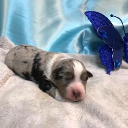 Pembroke Welsh Corgi, Miniature Australian Shepherd, and Toy Australian Shepherd Puppies from Midwest Mini/Toy Aussies