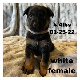 German Shepherd Puppies from Dady Shepherds