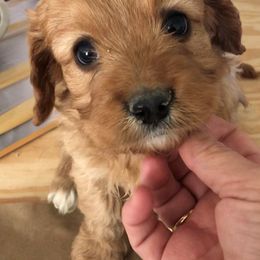 Cavapoo Puppies from Wee-1 Cavapoos