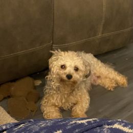 Shihpoo and Shih Tzu All Grown Up from Oodles of Poodles & Doodles