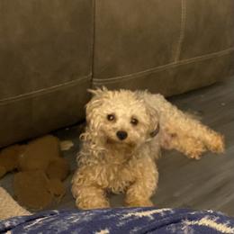 Shihpoo and Shih Tzu All Grown Up from Oodles of Poodles & Doodles